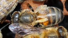  Adult worker with DWV and perhaps also CWV; photo by Robert Snyder
